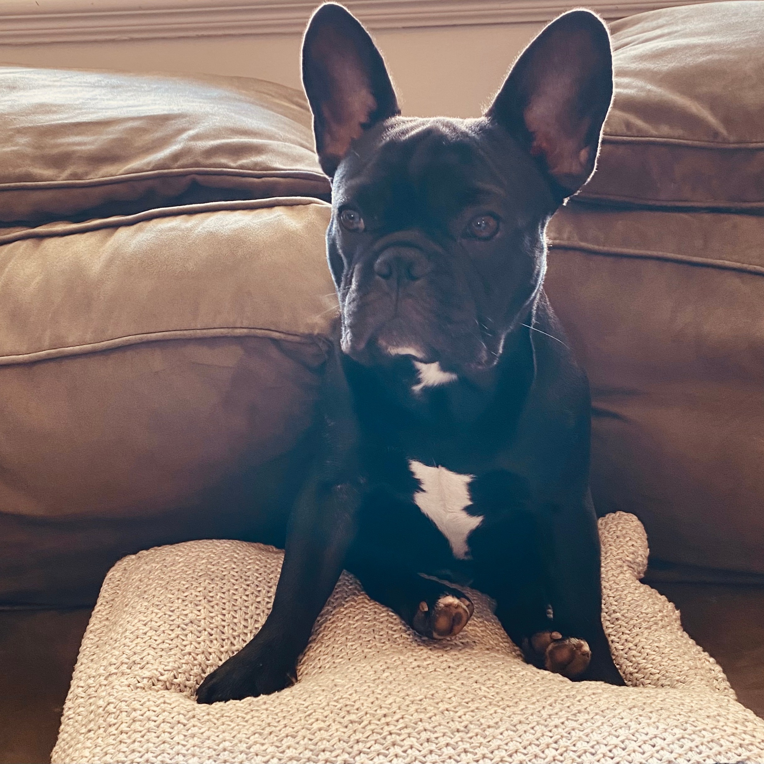 Yoga French Bulldog 